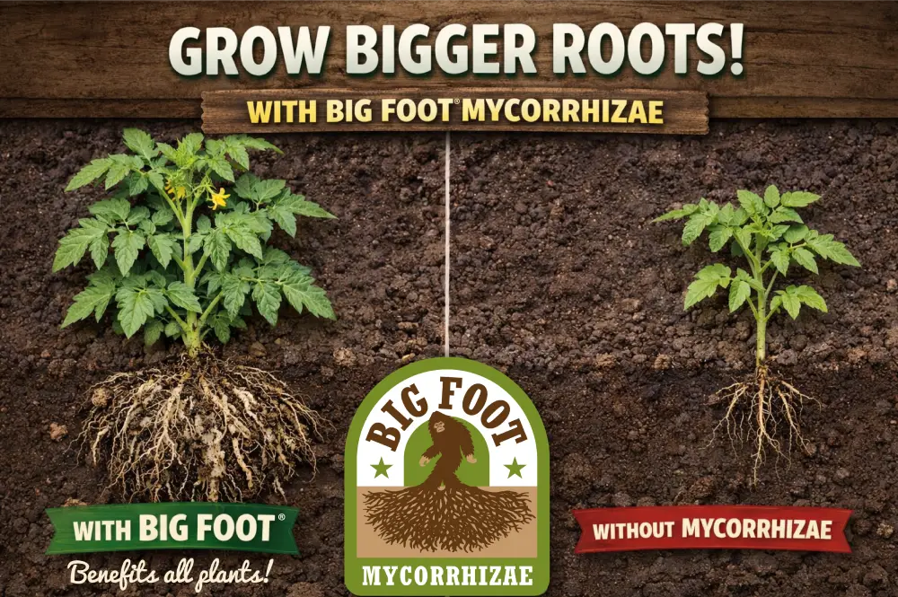 Grow Bigger Roots with Big Foot Mycorrhizae — root comparison showing dramatically larger roots with Big Foot vs without