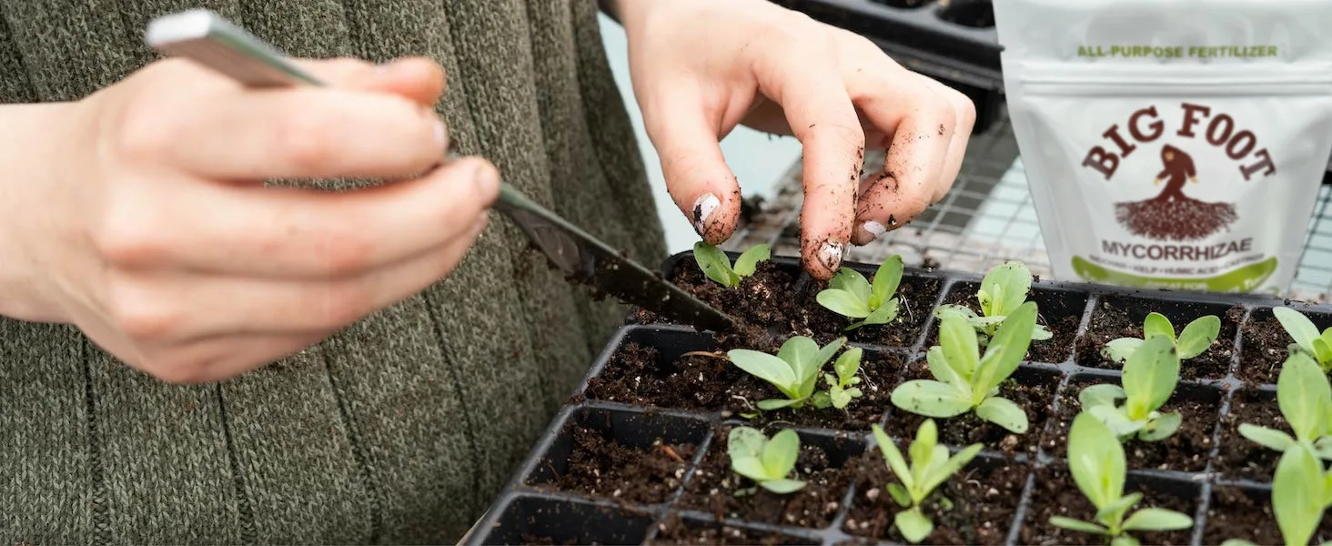 Mycorrhizal fungi benefits