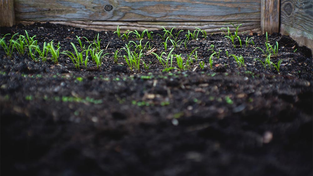 Big Foot Gold transplanting