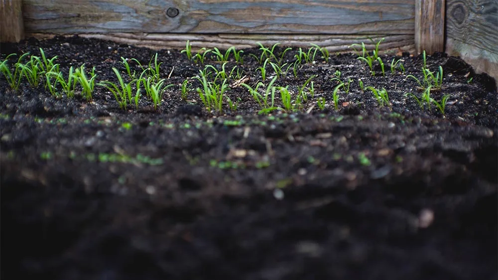 Big Foot Gold transplanting