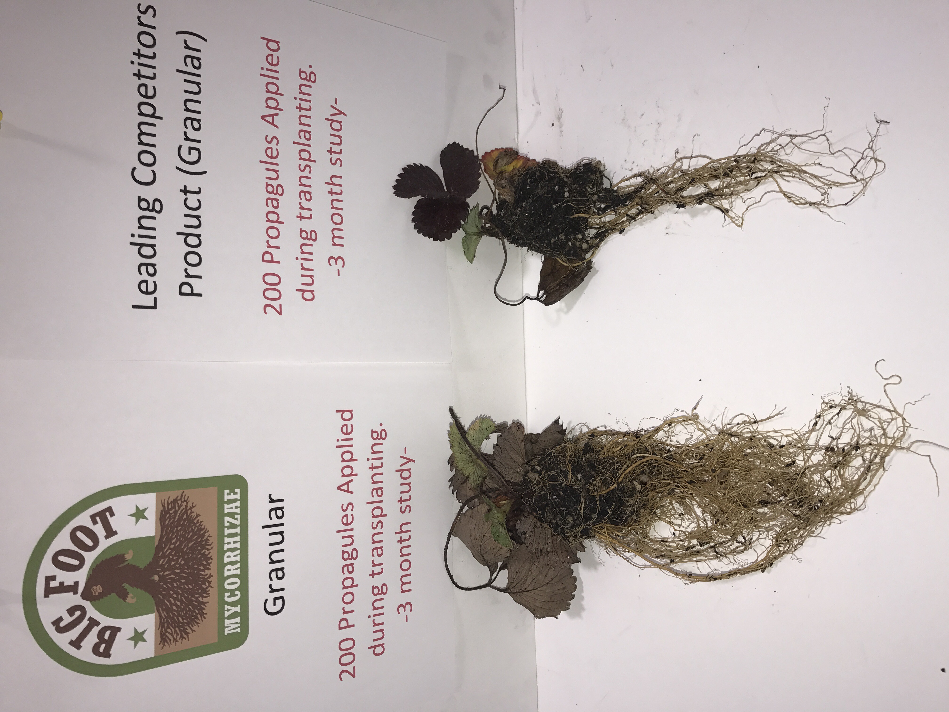 Mycorrhizae for strawberries