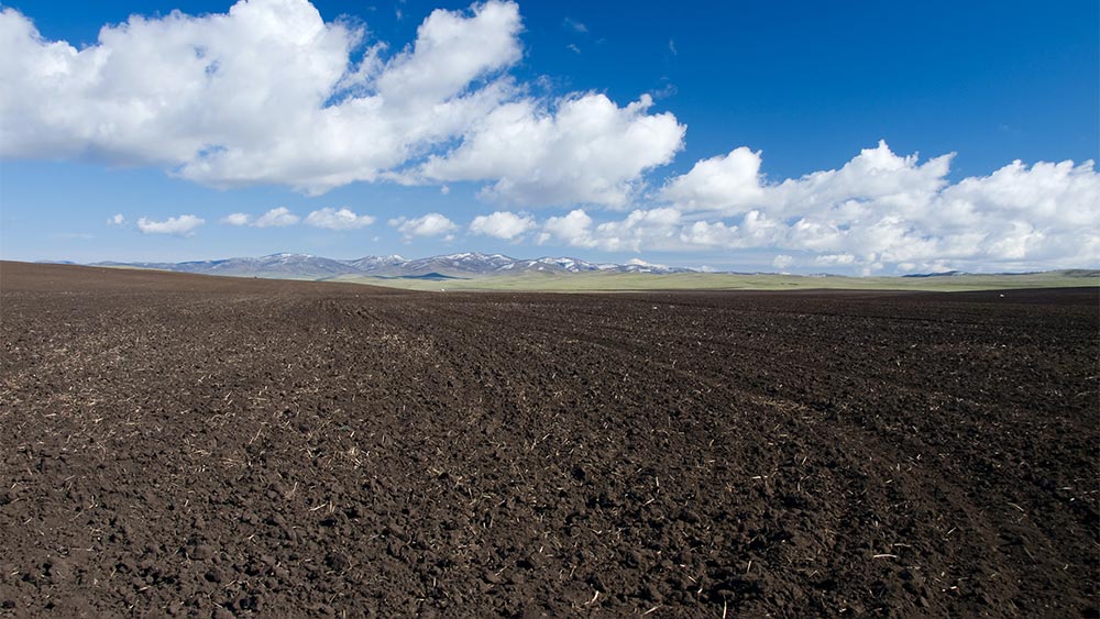 Big Foot Mycorrhizae in rich soil