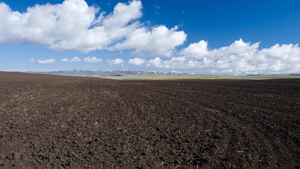 Big Foot Mycorrhizae in soil