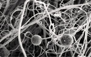 Biochar structure and mycorrhizal interaction