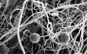 Biochar structure and mycorrhizal interaction