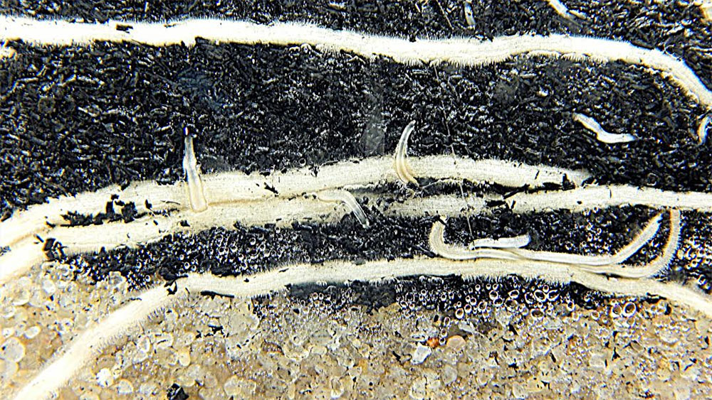 Biochar in soil
