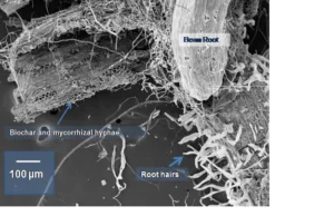 Biochar-mycorrhizae interaction diagram