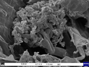 Figure 1: Arbuscule structure of arbuscular mycorrhizal fungi