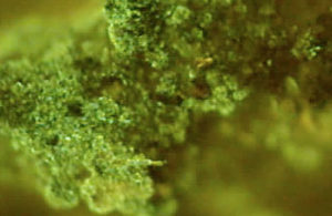 Figure 5: Glomalin as sticky soil carbon
