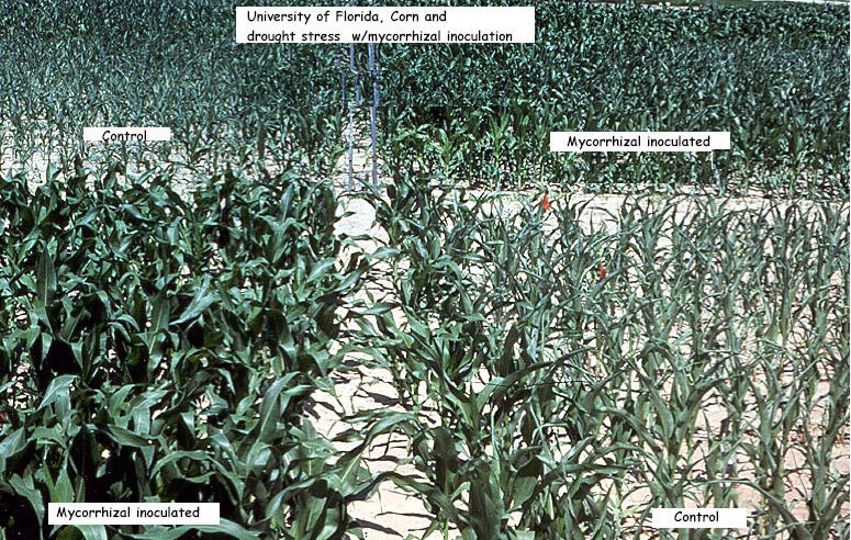 Figure 6: Mycorrhizal-inoculated vs non-inoculated corn at drought site