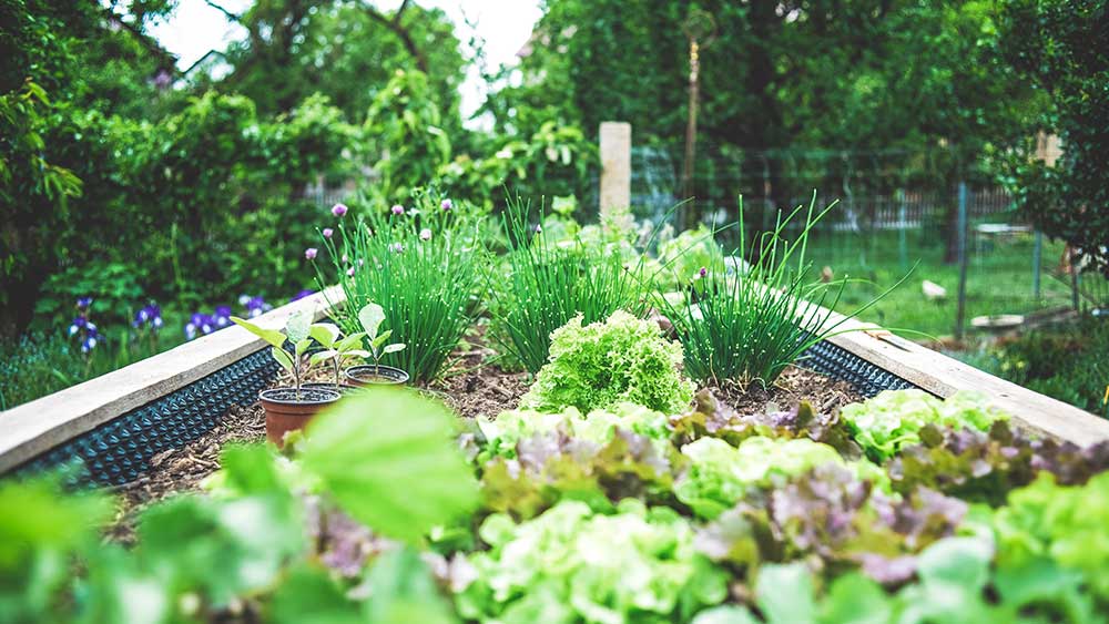 Fruits and vegetables that benefit from mycorrhizae