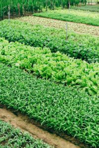 Greener greens with Big Foot Mycorrhizae