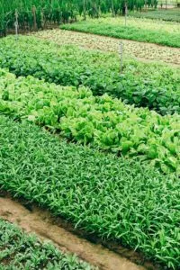 Greener greens with Big Foot Mycorrhizae