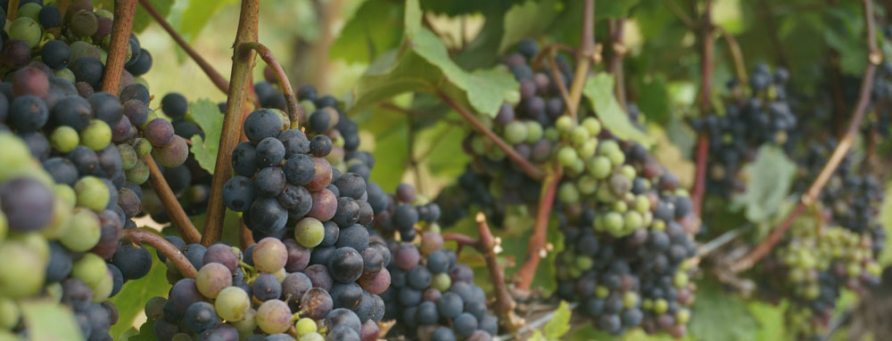 All grape varieties benefit from mycorrhizae