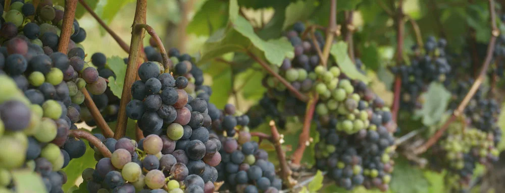 All grape varieties benefit from mycorrhizae