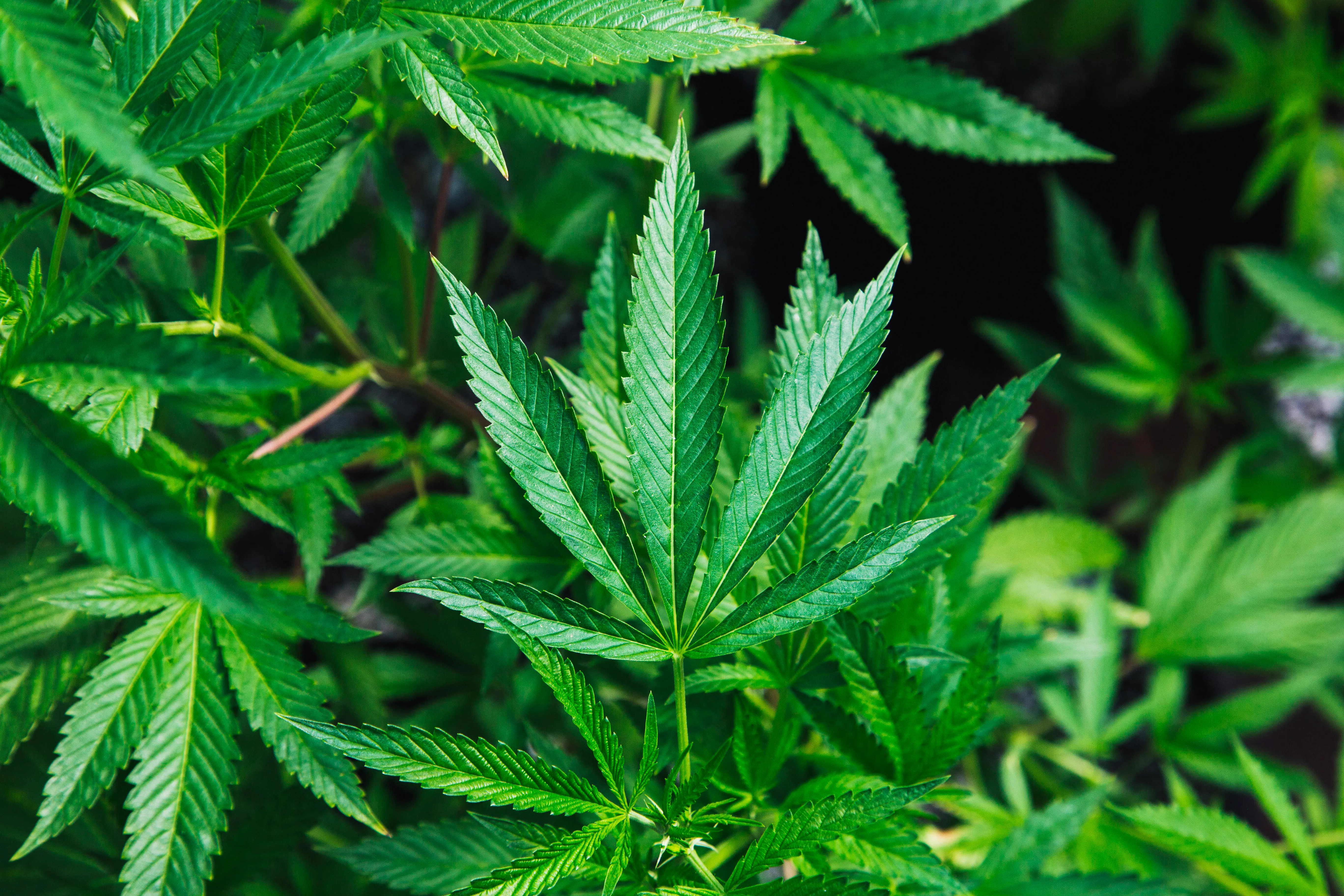 Cannabis plant mycorrhizae