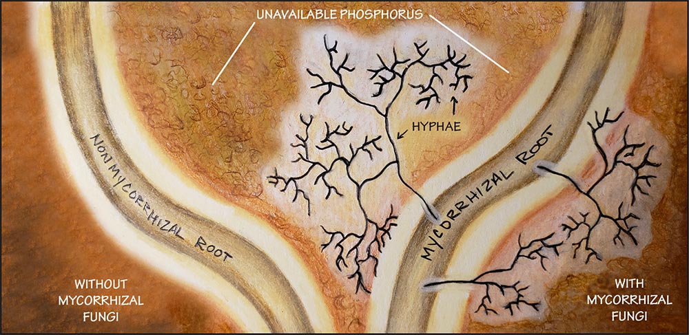 Figure 3: Mycorrhizal root colonization diagram