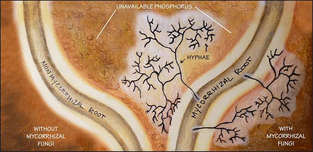 Figure 3: Mycorrhizal root colonization diagram
