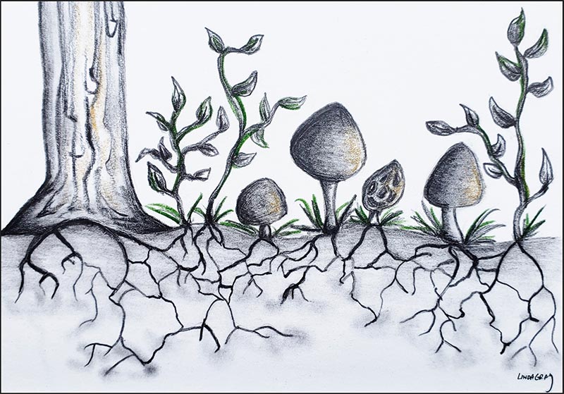 Figure 4: Mycorrhizal network connecting plants