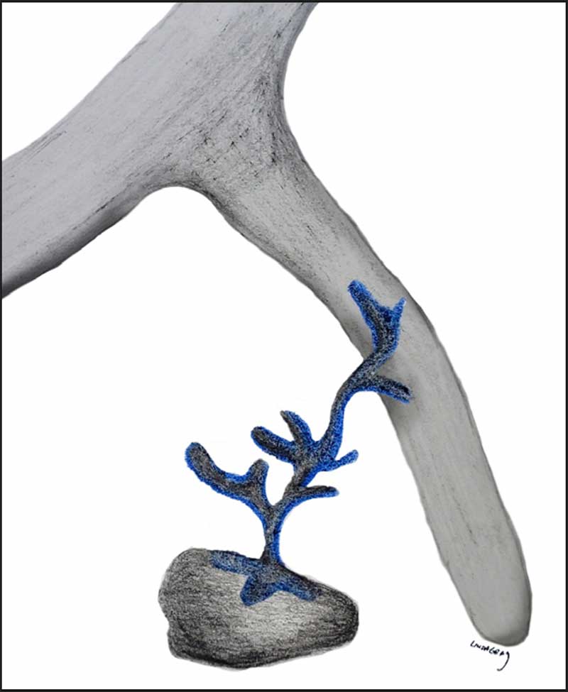 Figure 6a: Endomycorrhizal arbuscule formation