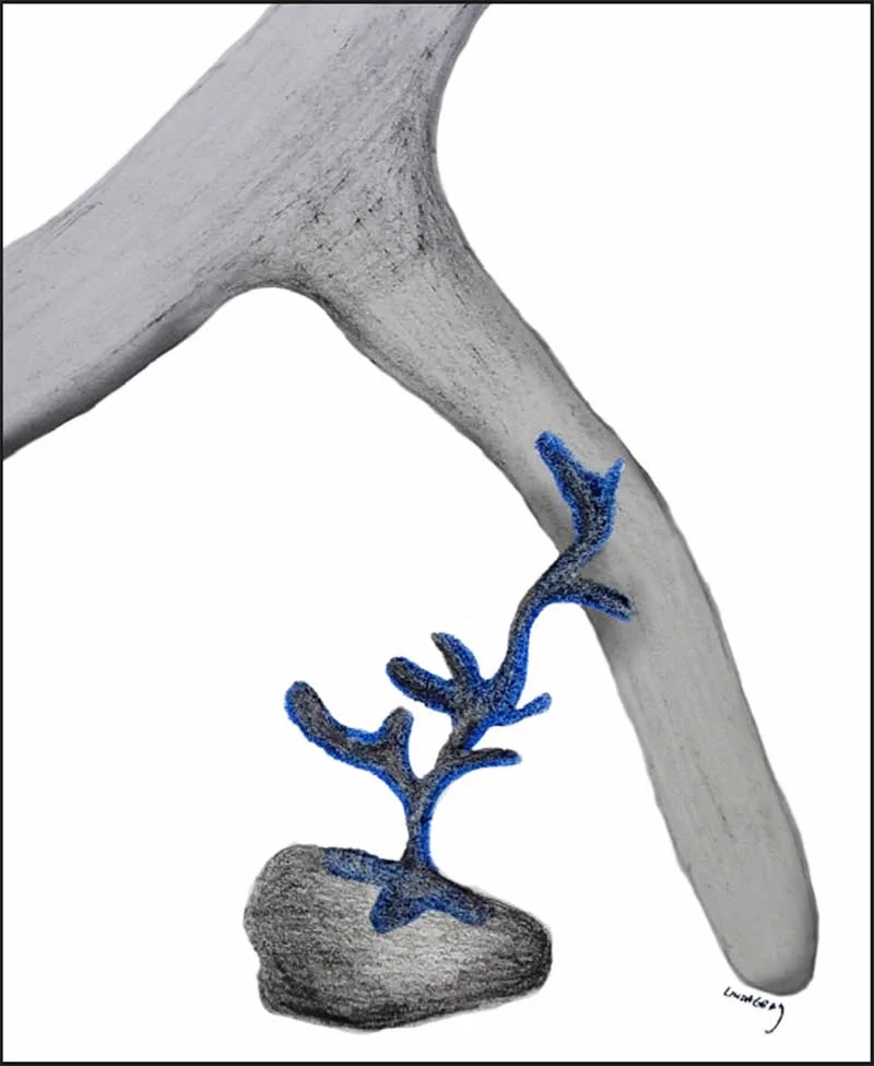 Figure 6a: Endomycorrhizal arbuscule formation