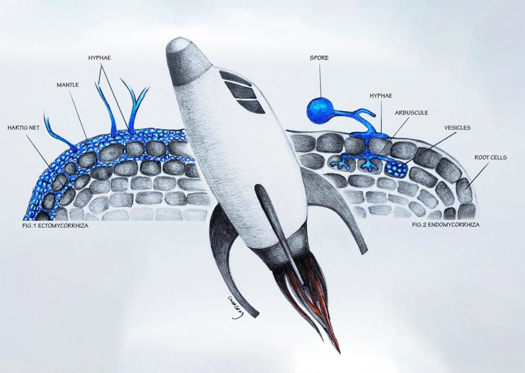 Mycorrhizae is not rocket science — Dr. Mike Amaranthus