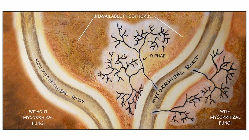 Mycorrhizal fungal networks