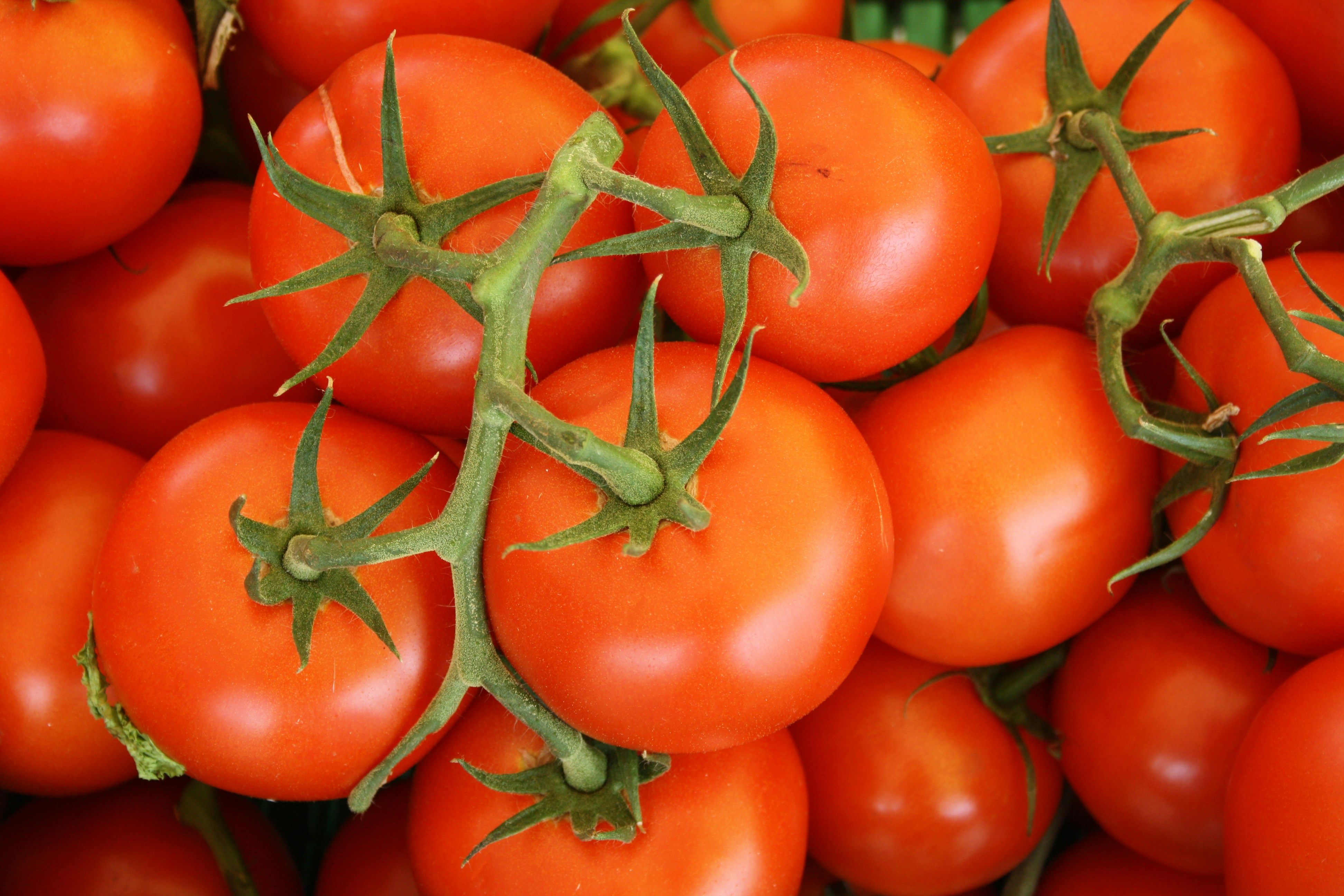 Mycorrhizae for tomatoes