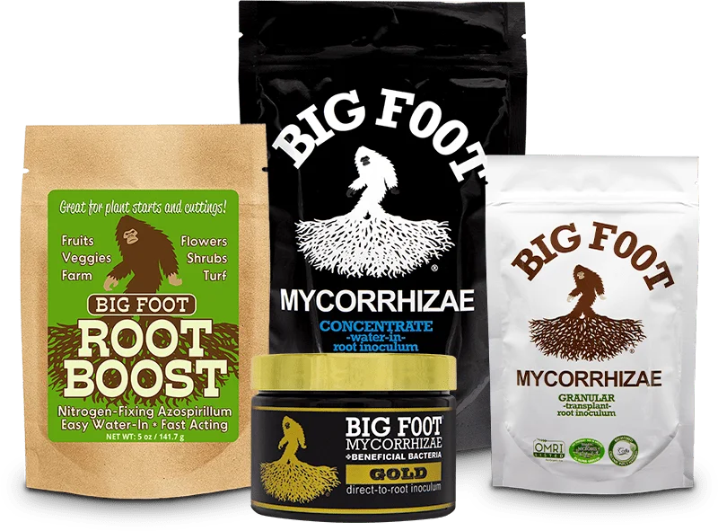 What is mycorrhizae