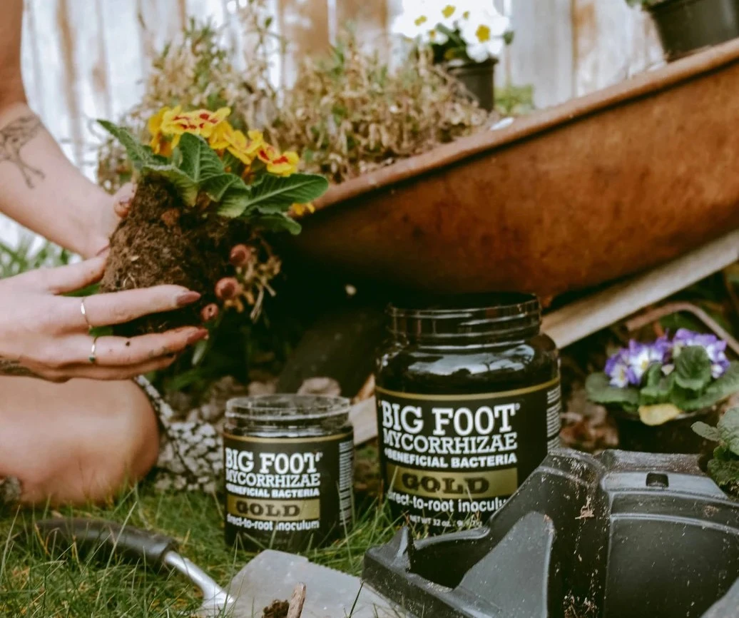Gardening with Big Foot Gold mycorrhizae