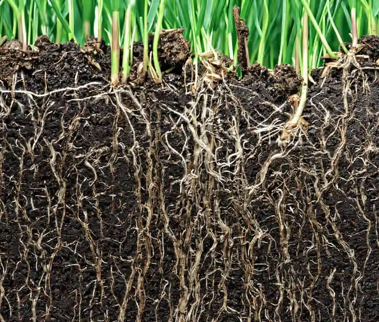 What is Mycorrhizae